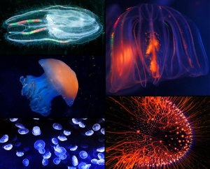 Bioluminescent-Jellyfish