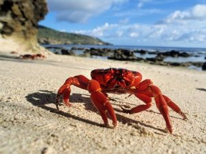 christmas-island-red-crab_24694_600x450