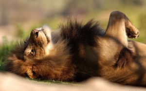 lion-basking-in-the-sun