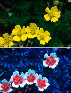 visible-spectrum-bee-vision-ultra-violet-1