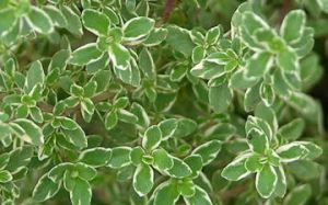 variegated_Lemon_Thyme360