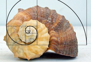 fibonacci-whelk.jpg