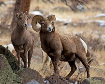 NGS Picture ID:1249550