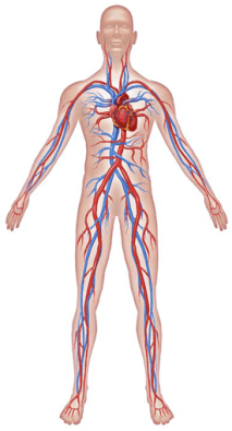 circulatory-system