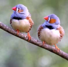 healesville_img_8370