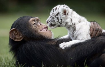 unusual-animal-friendship-15-1