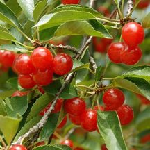 Montmorency-Cherry-Tree-350w