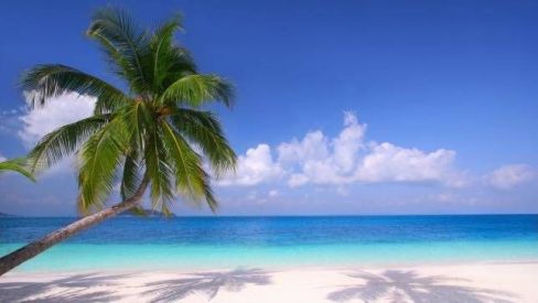 palm-tree-intro.jpg.653x0_q80_crop-smart