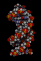 81px-Bdna_cropped.gif