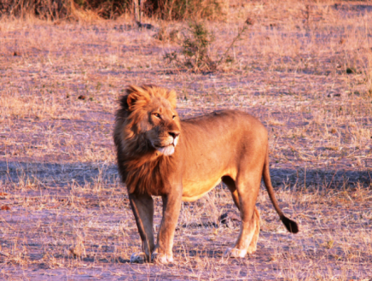 African_Lion_flickr_violator_1_750_567_s.png
