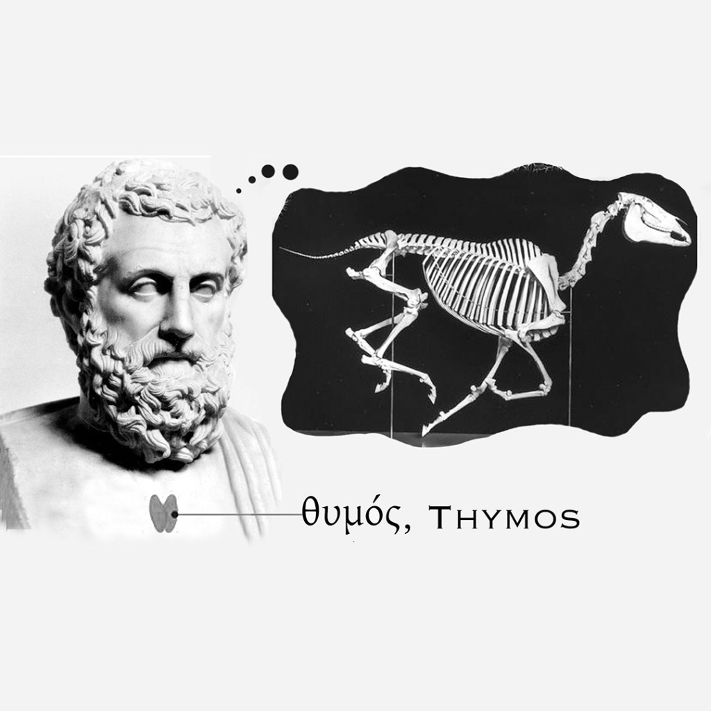 thymos