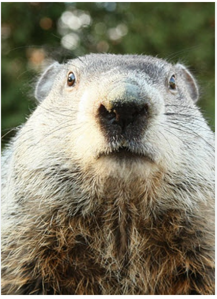 Groundhog’s Day and the Dramatic Flow of Time
