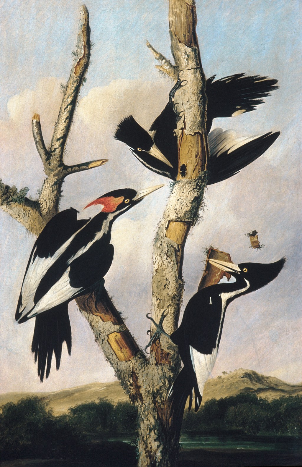 Ivory-billed Woodpeckers Joseph Bartholomew Kidd American After John James Audubon American, born Haiti ca. 1830–31